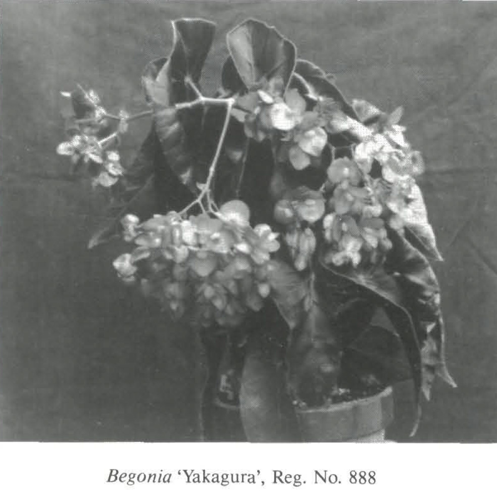 B. ‘Yakagura’